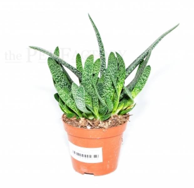 Gasteria carinata verrucosa